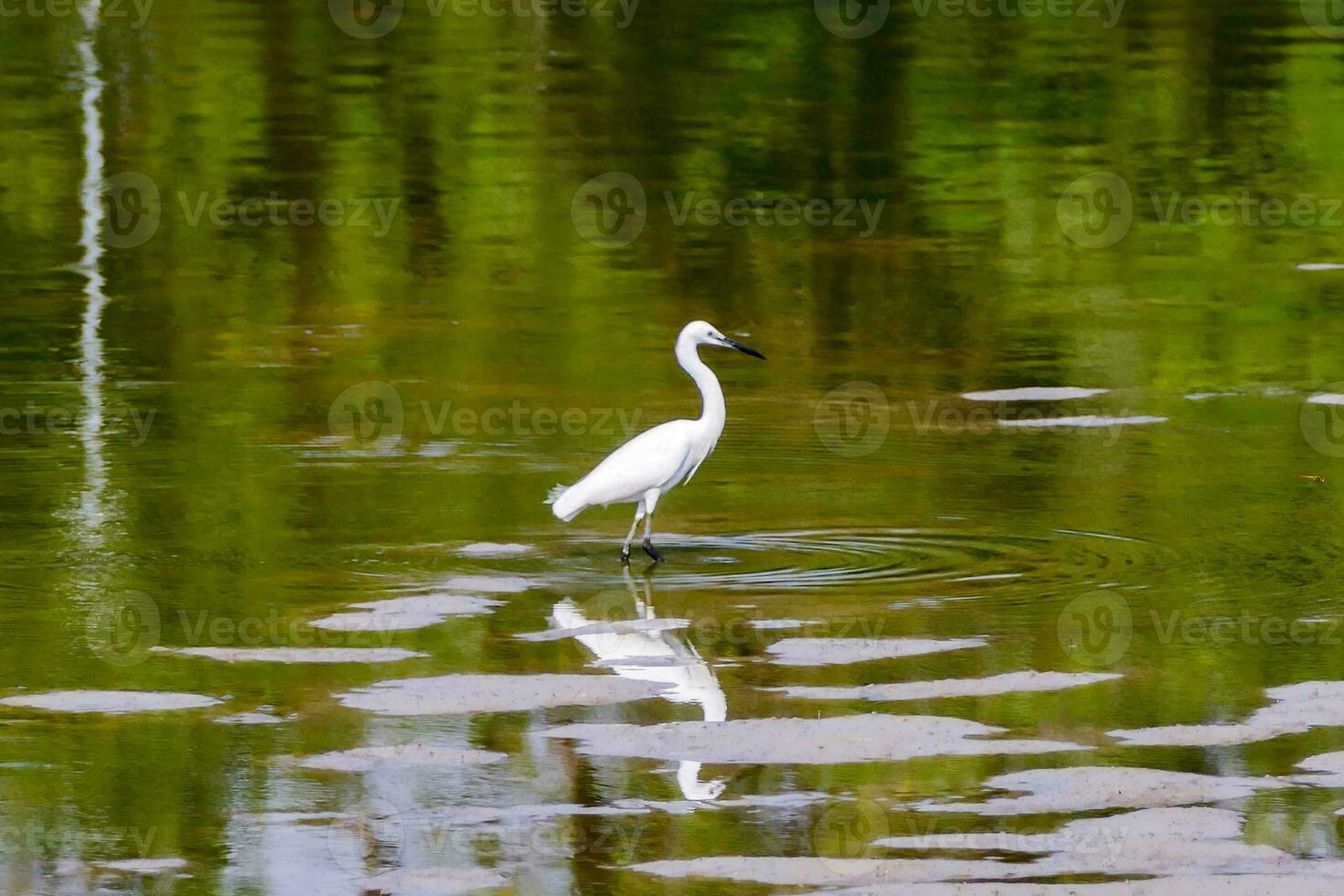 oiseau aigrette blanche photo