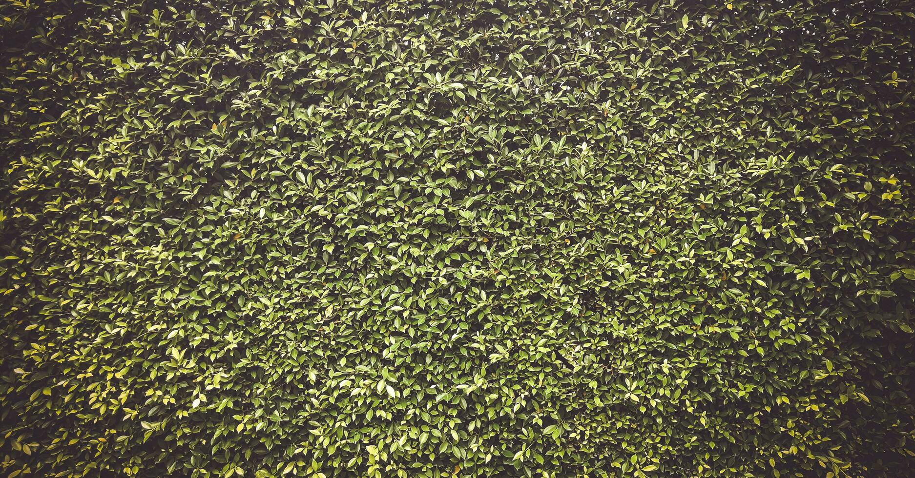 vert herbe texture, vert herbe sans couture texture, panoramique bannière arrière-plan, vert feuilles Contexte photo