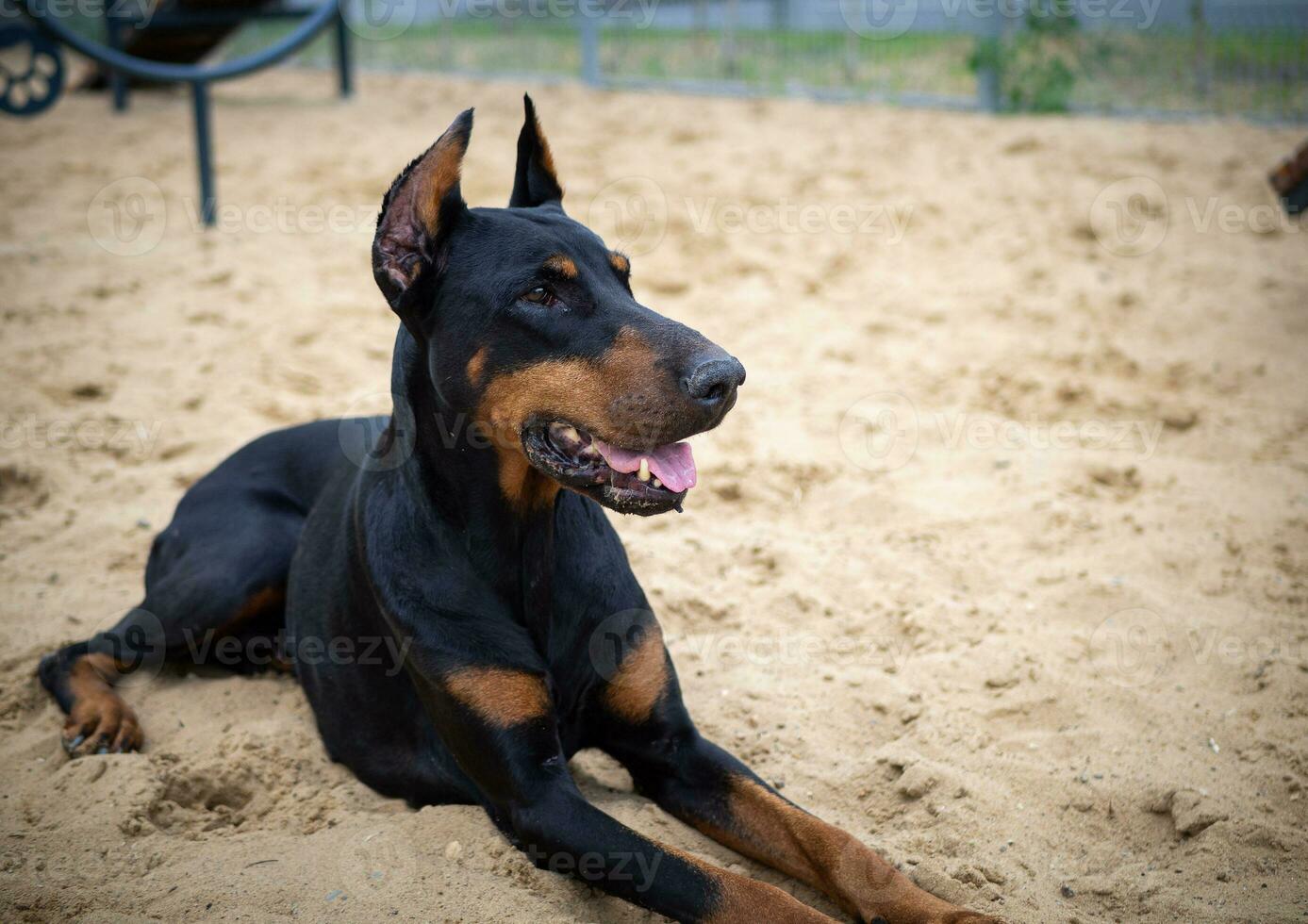 portrait de une dobermann. photo