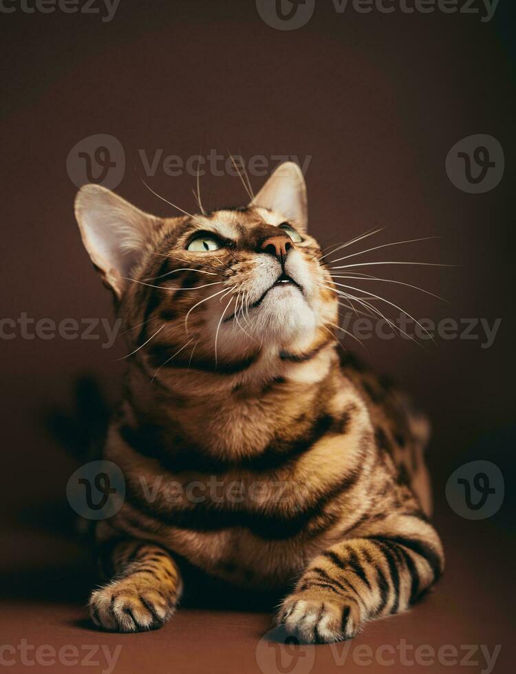 Bengale chat portrait dans studio. photo