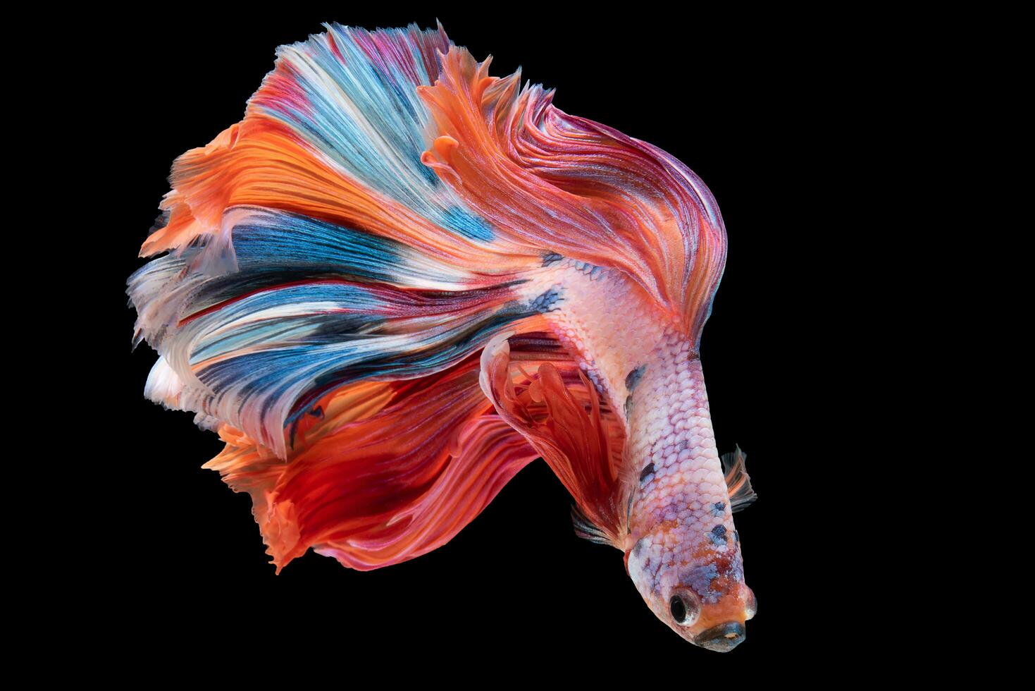 coloré Siamois betta poisson ou betta splendides, Siamois combat poisson dans avec noir Contexte. Thaïlande appelé pla-kad. photo