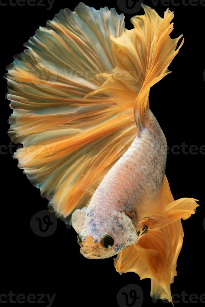 verticale image de le combinaison de le Jaune betta poisson et le noir Contexte crée une spectaculaire et visuellement attirant contraste évoquant une sentiment de admiration et fascination. photo