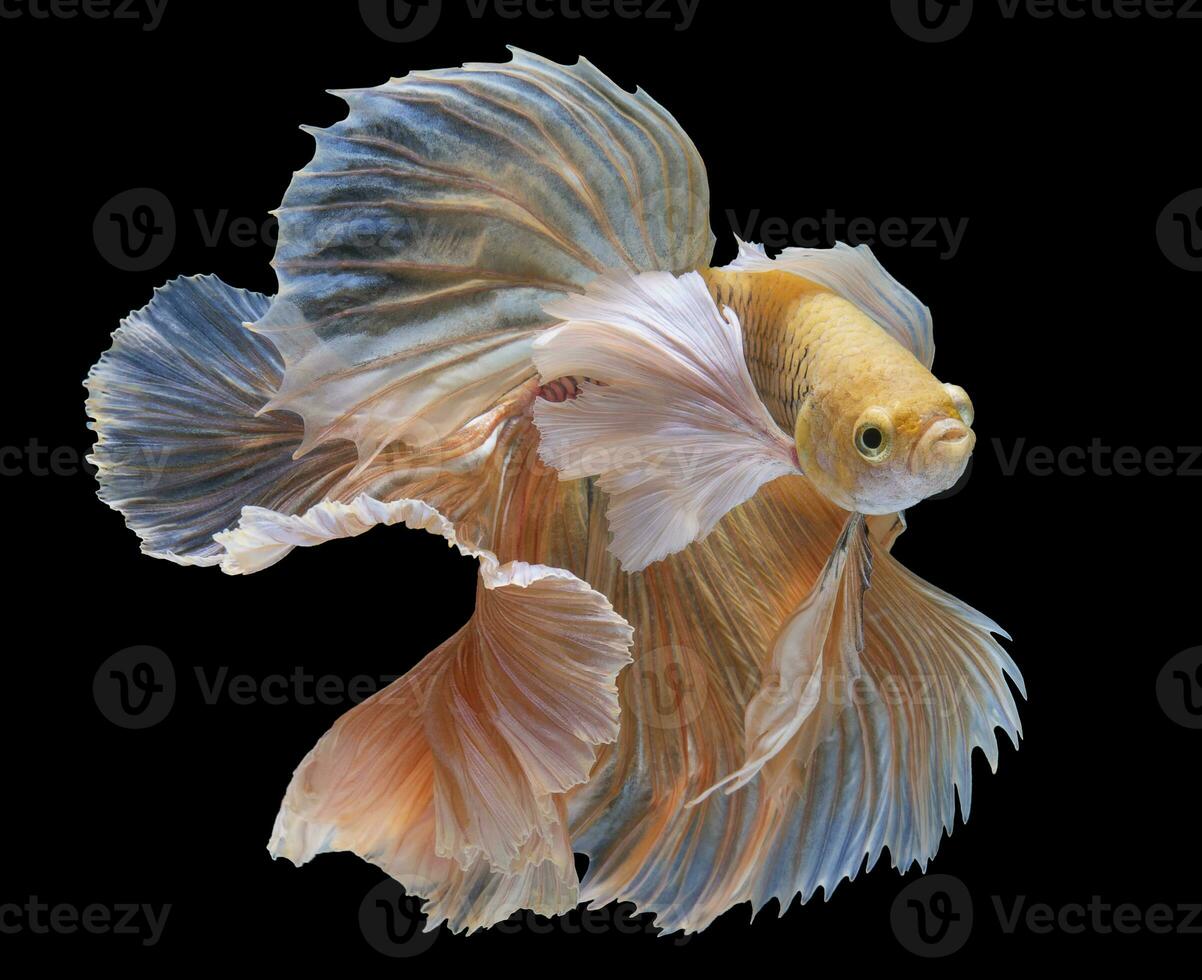 magnifique mouvement de Jaune betta poisson, Jaune Siamois combat poisson, betta splendens sur noir arrière-plan, studio tir. photo