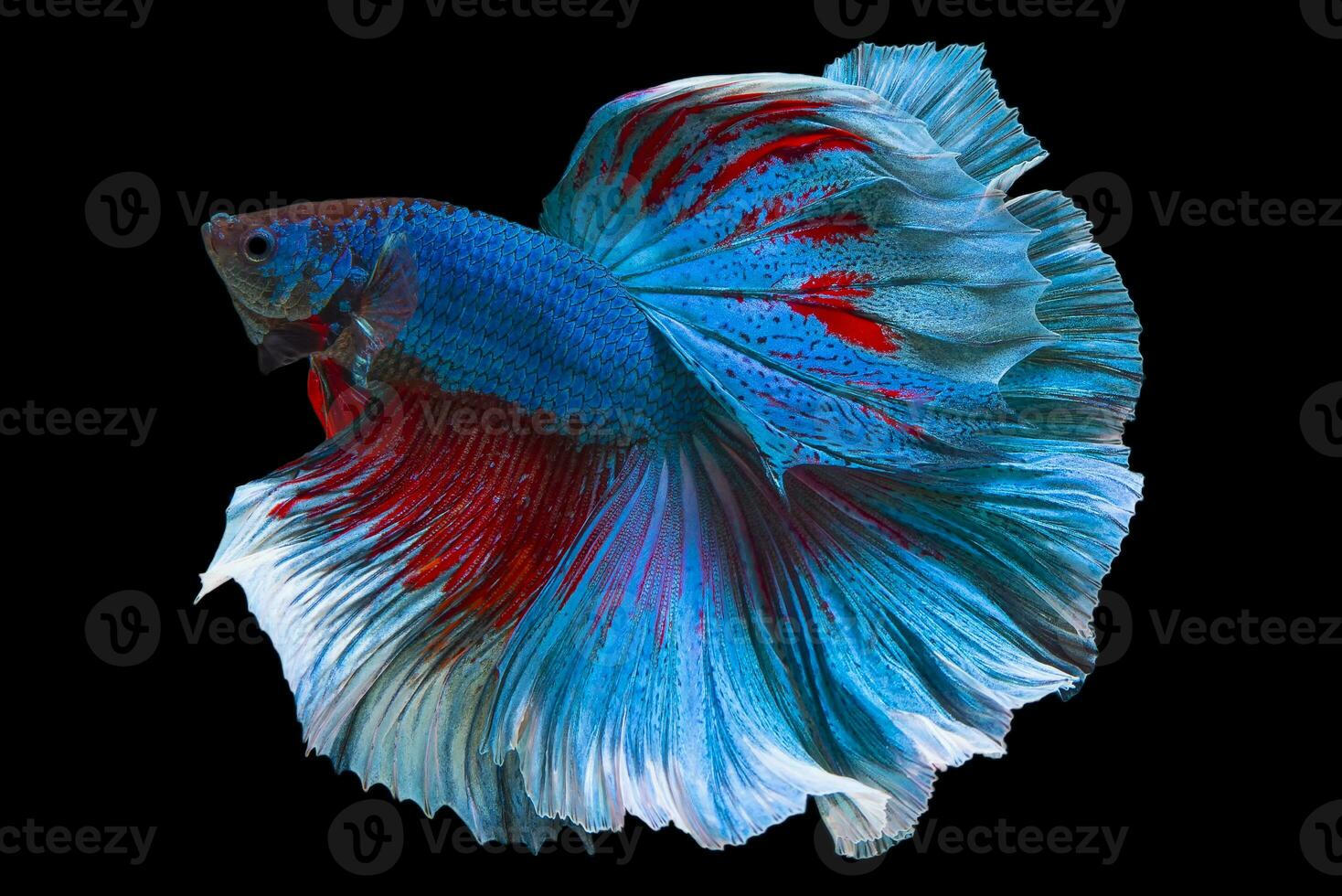 magnifique mouvement de bleu rouge betta poisson, Siamois combat poisson, betta splendens isolé sur noir Contexte. studio tir. photo