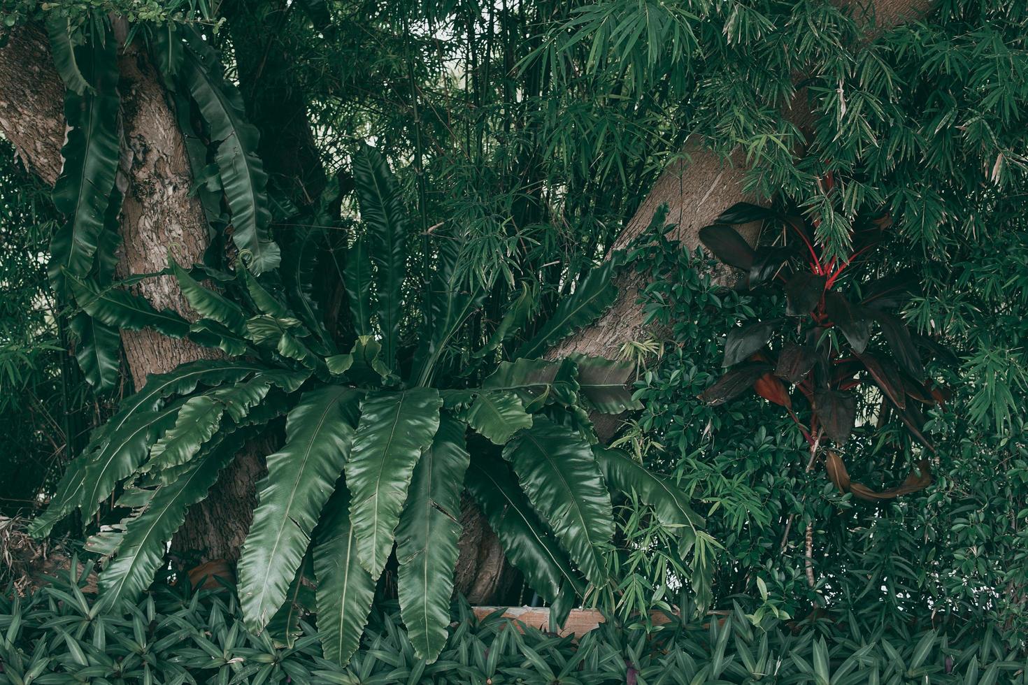 fond de feuille verte tropicale photo