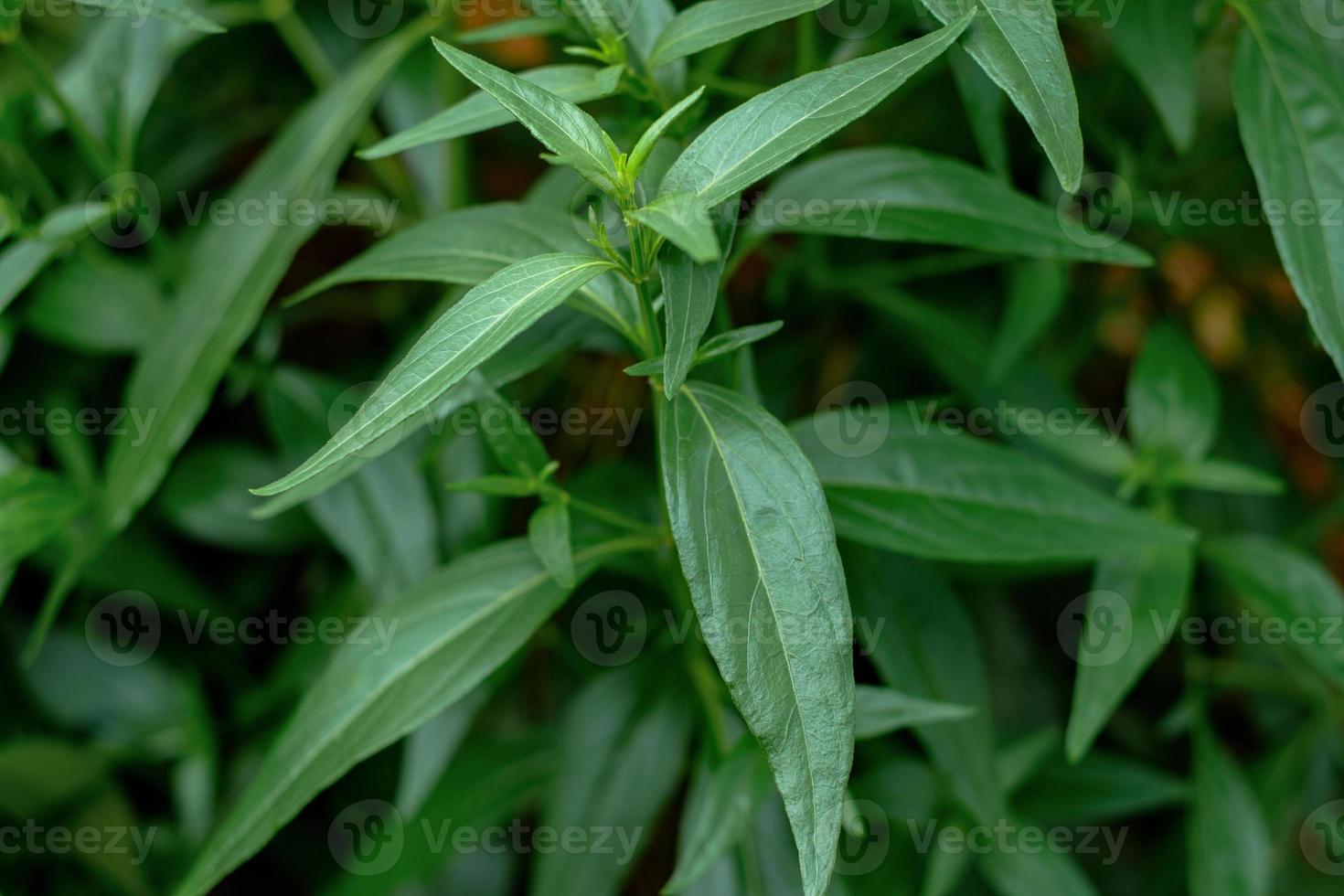 kariyat ou andrographis paniculata herbes médicinales thaïlandaises photo