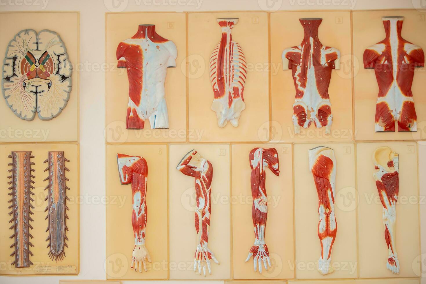 éducatif médical modèle de le structure de muscles et Humain organes. photo