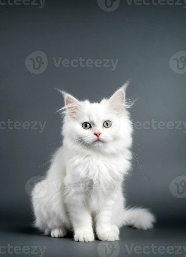 mignonne chat, une blanc chaton posant dans une studio contre une gris Contexte. génératif ai photo