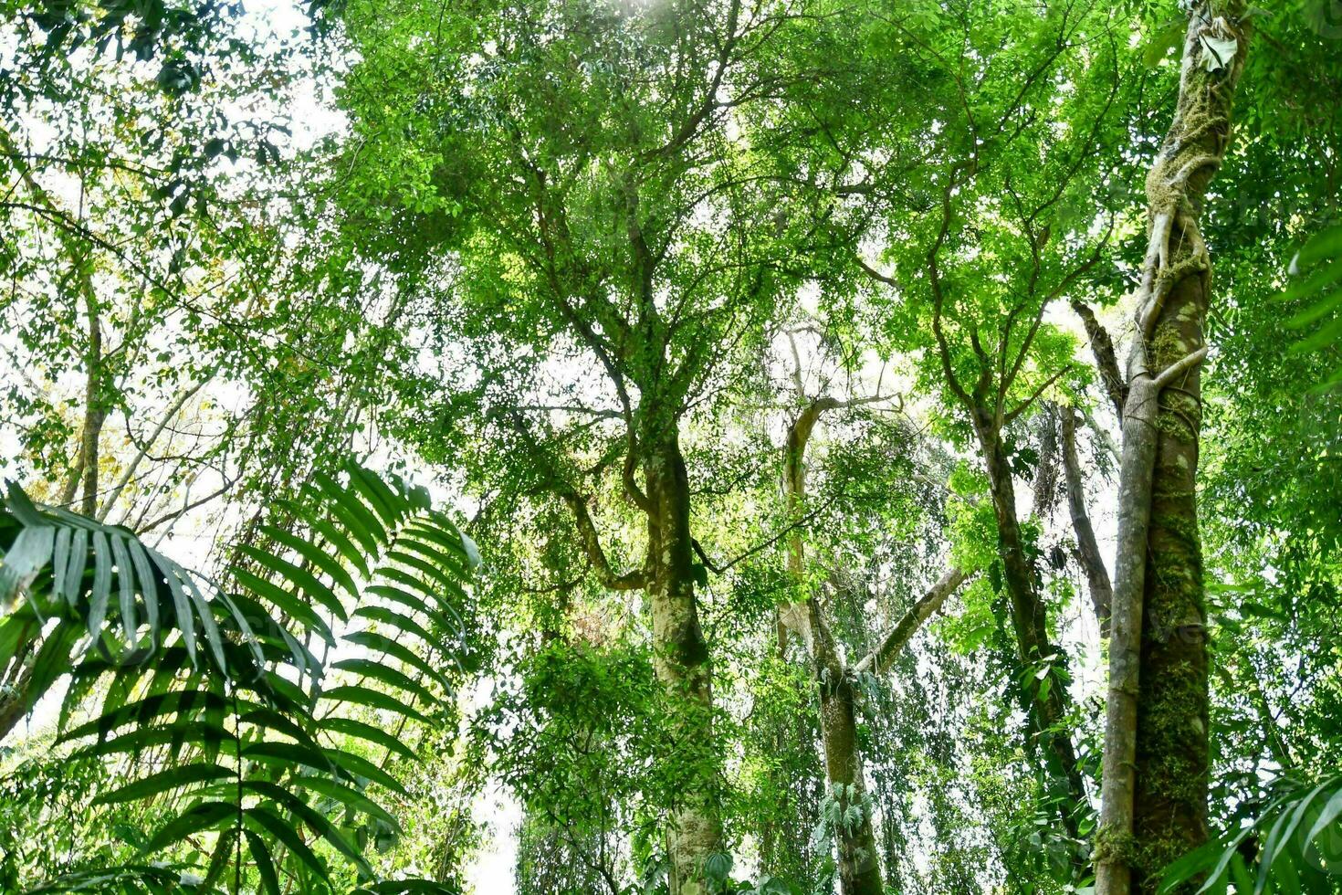 des arbres dans le jungle photo