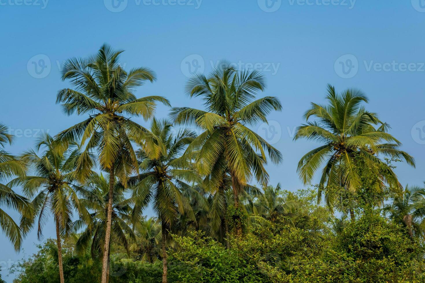 noix de coco des arbres paumes contre le bleu ciel de Inde photo