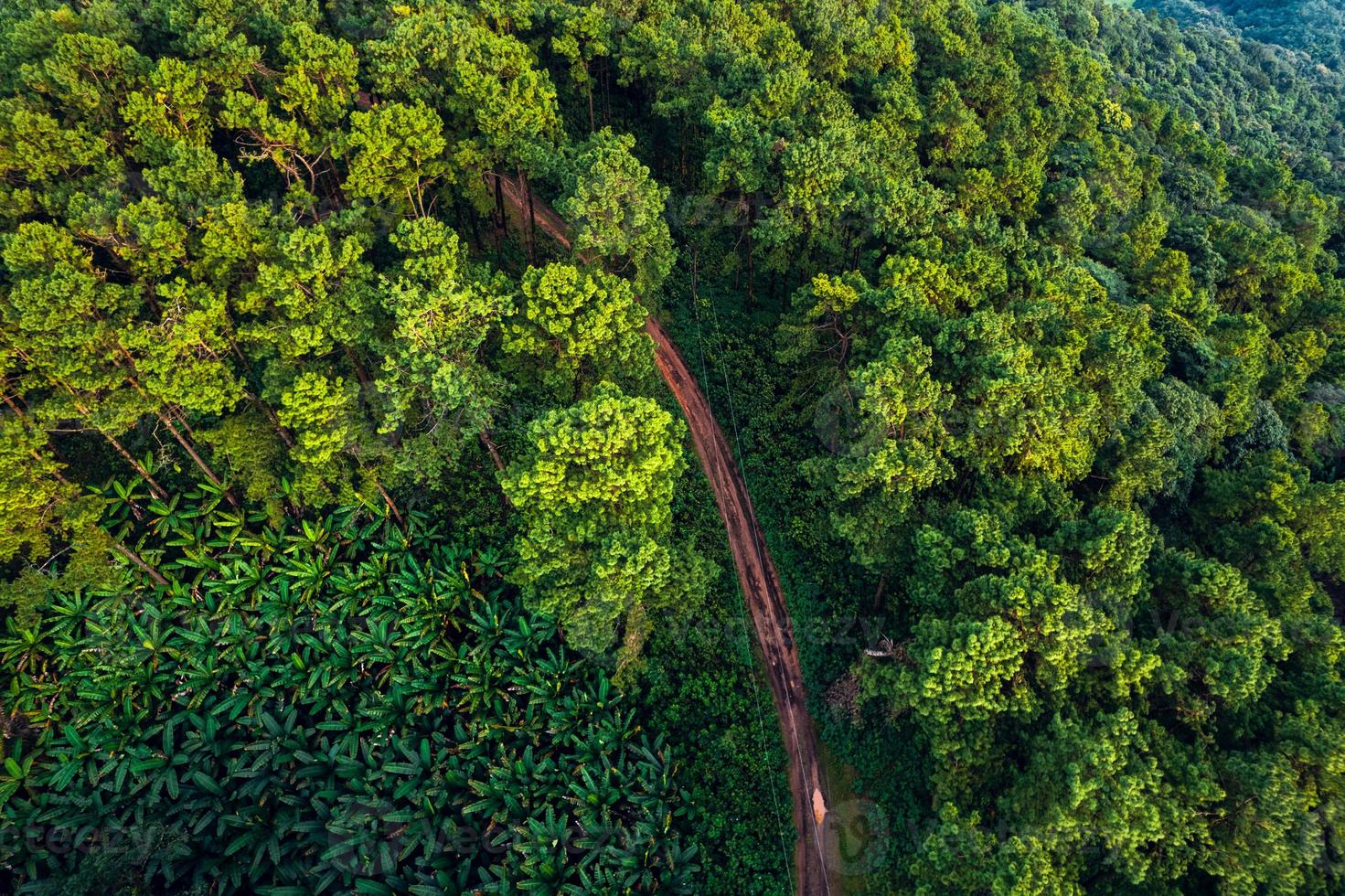 montagnes et forêts verdoyantes d'été photo