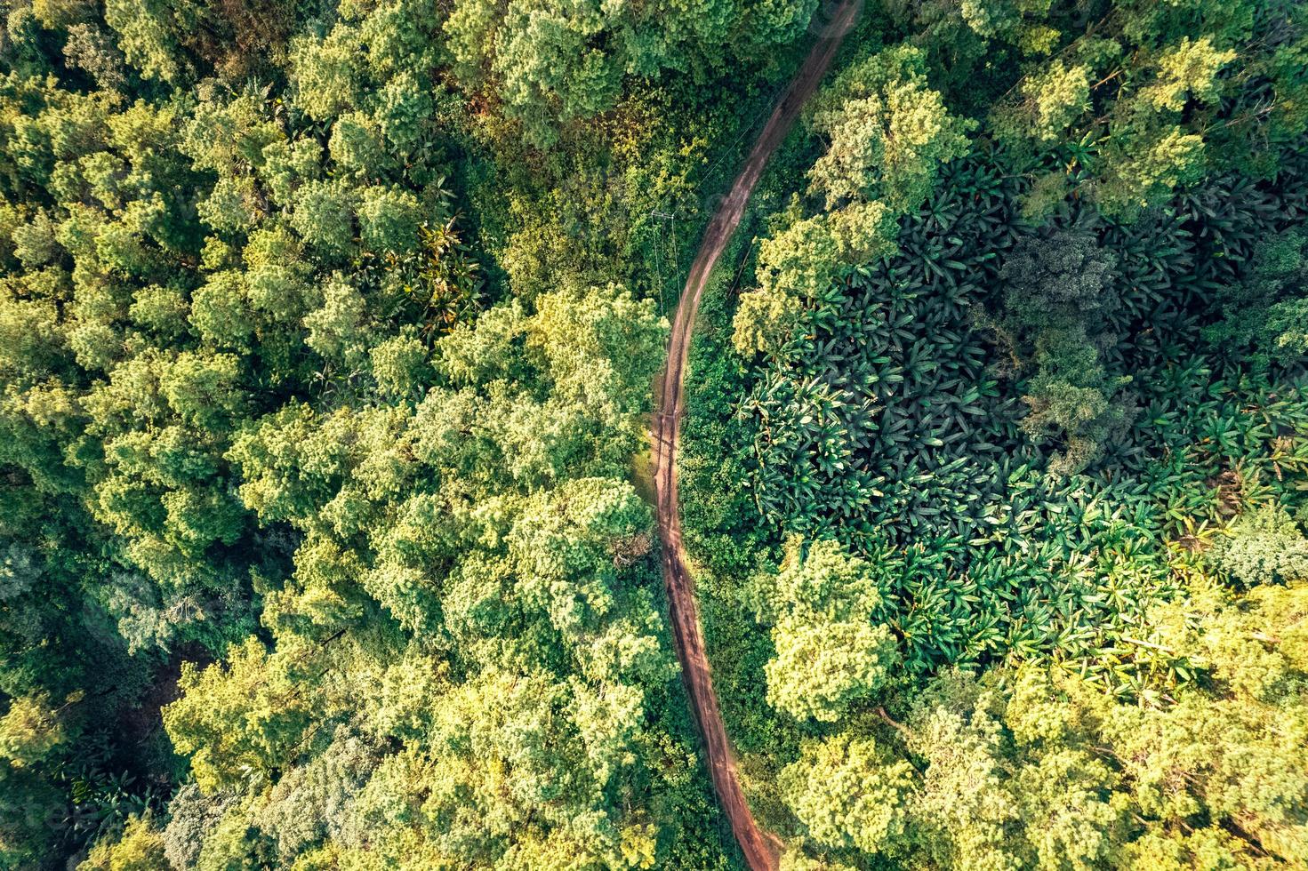 montagnes et forêts verdoyantes d'été photo