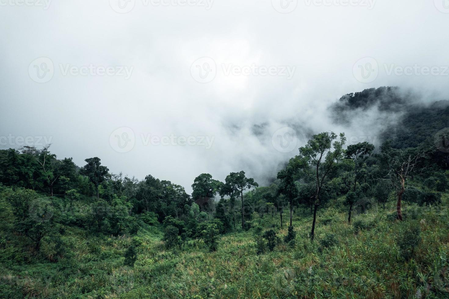 arbres et montagnes le jour de pluie photo