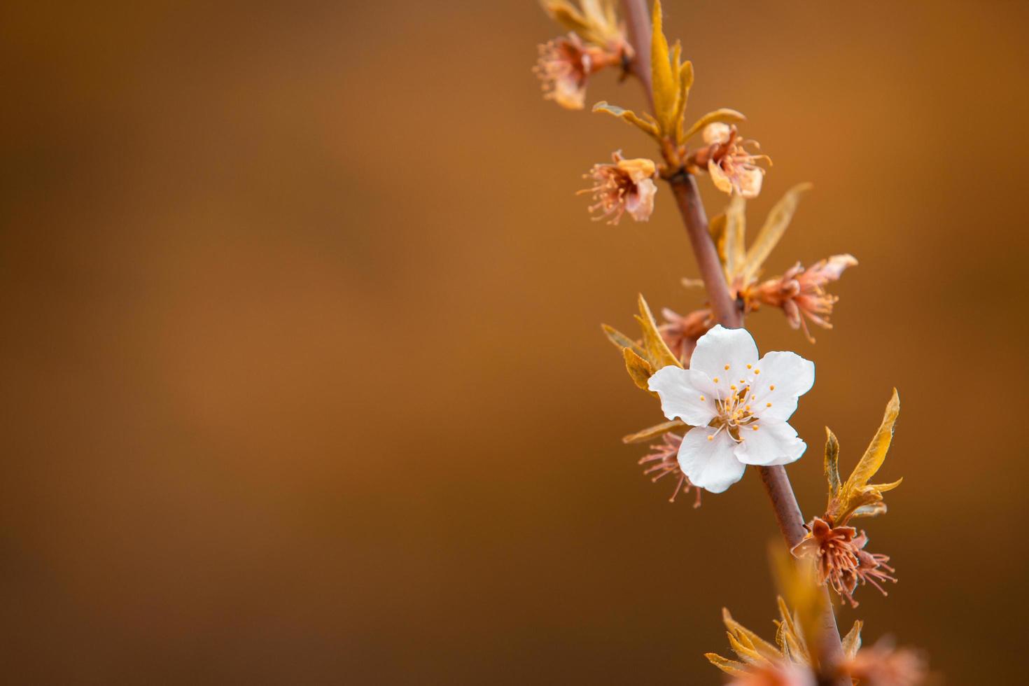 belles fleurs sur fond d'automne photo