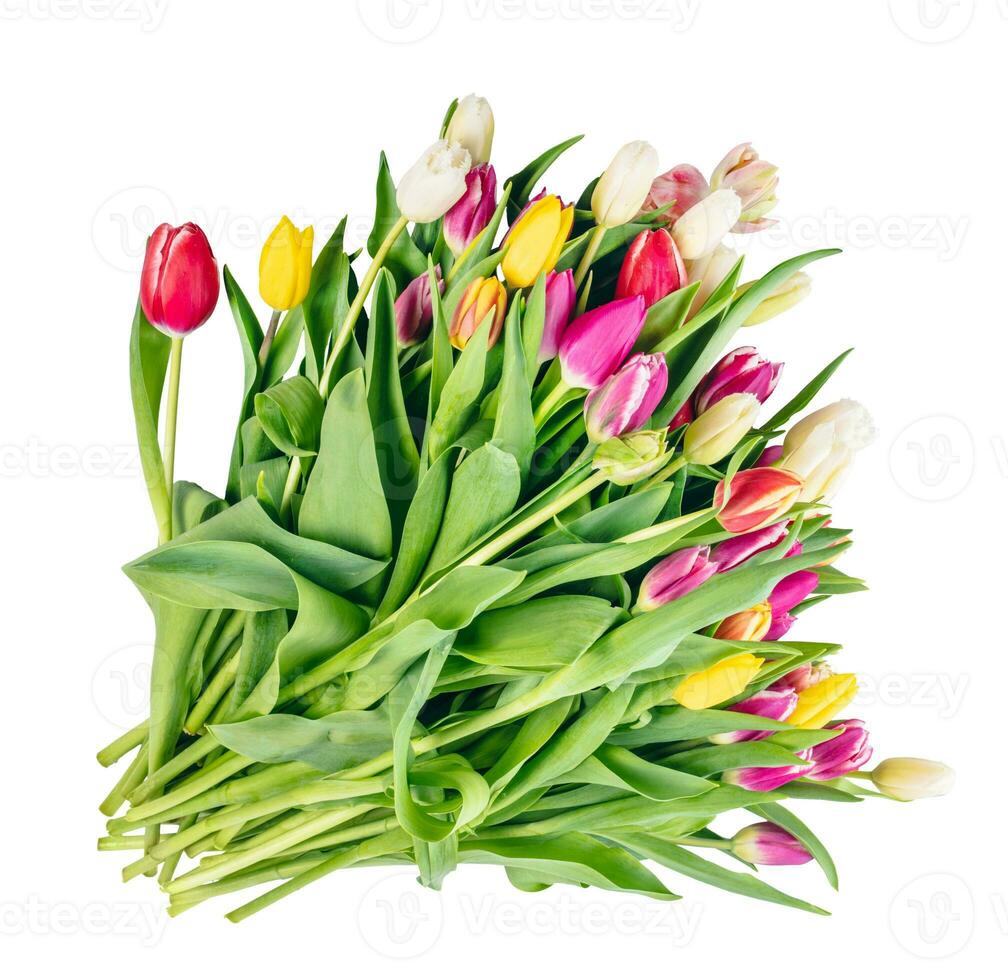 tulipe fleur bouquet isolé sur blanc Contexte photo