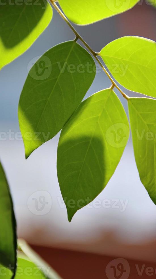 gros plan belle vue sur les feuilles vertes de la nature sur la verdure floue photo