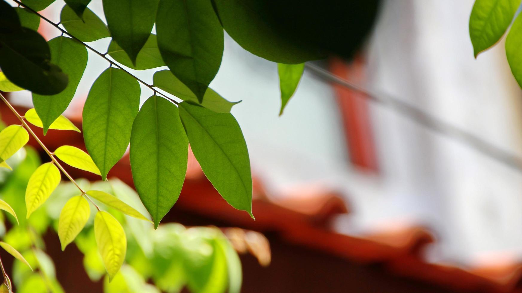 gros plan belle vue sur les feuilles vertes de la nature sur la verdure floue photo