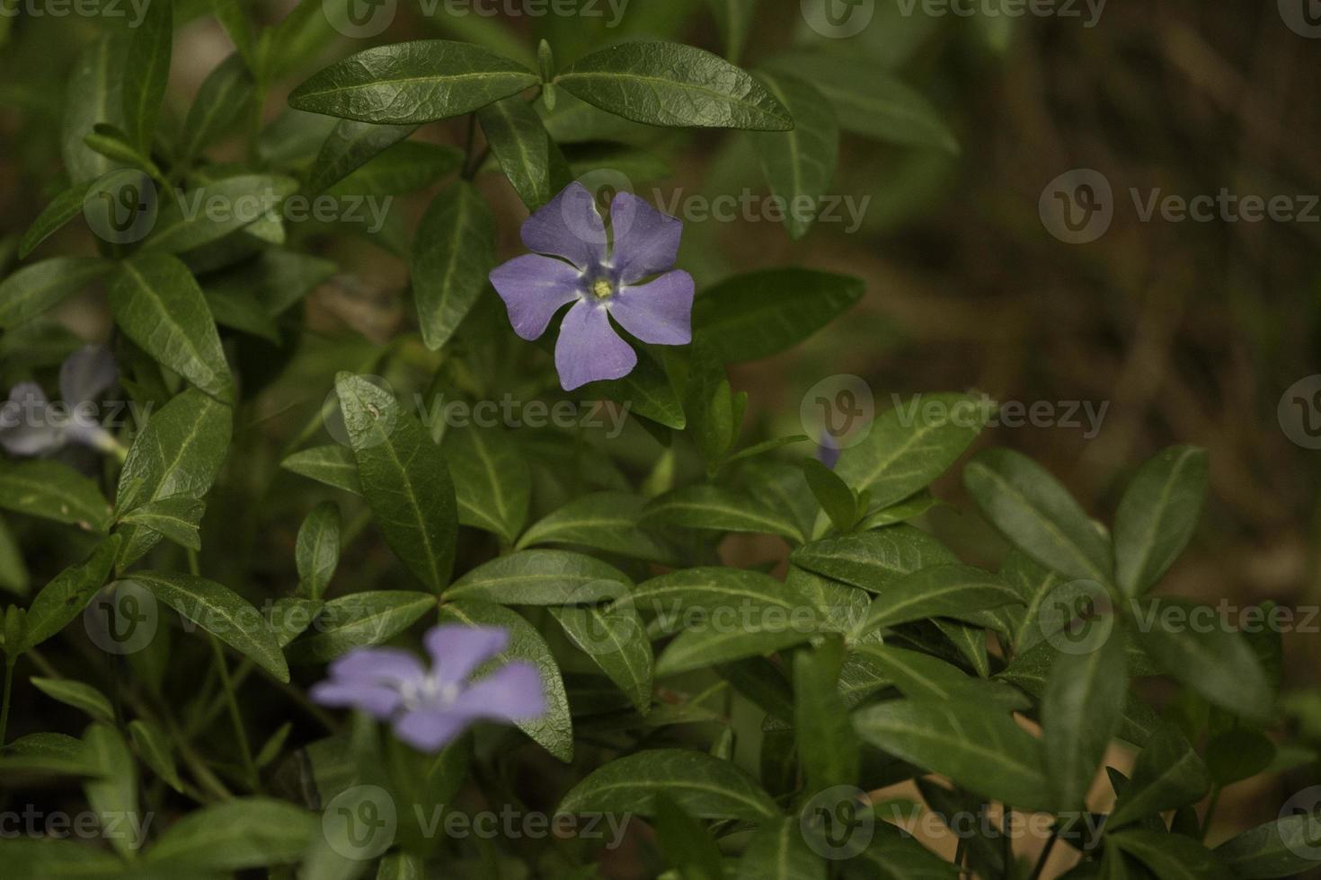 petite fleur violette dans la forêt 3246742 Banque de photos