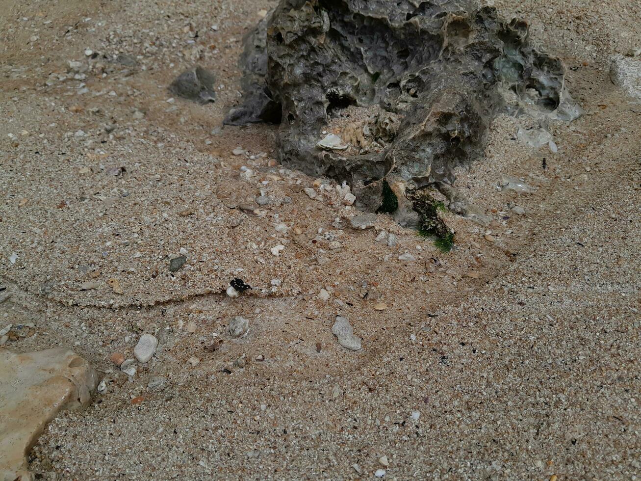 corail pierre sur le rive à est Java plage photo