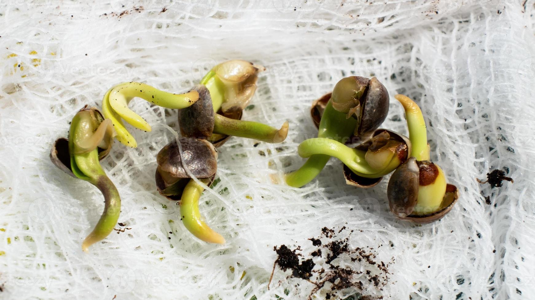 germination de graines de cannabis, germer de petites racines de grain de marijuana. photo