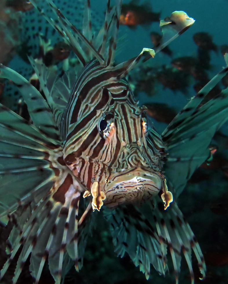 poisson-lion dangereux dans la mer. photo