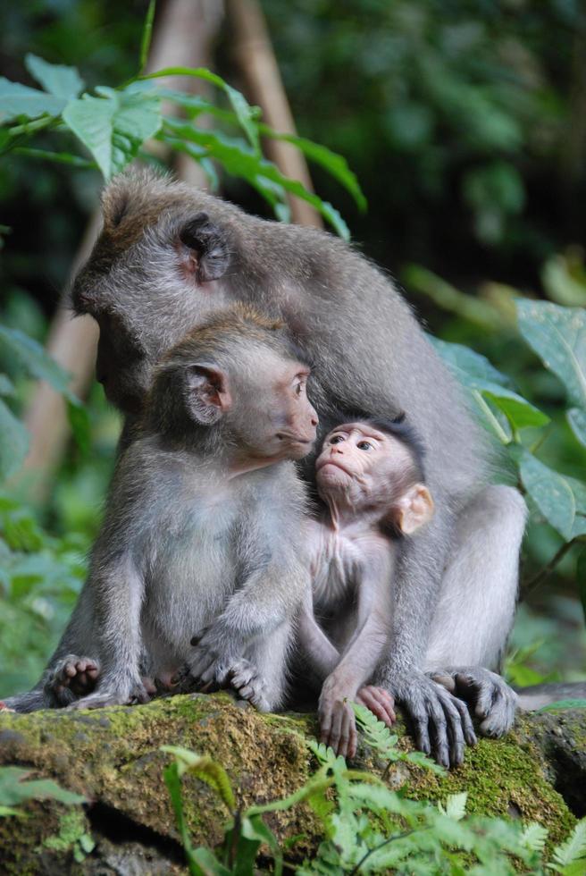 forêt des singes d'ubud à bali photo