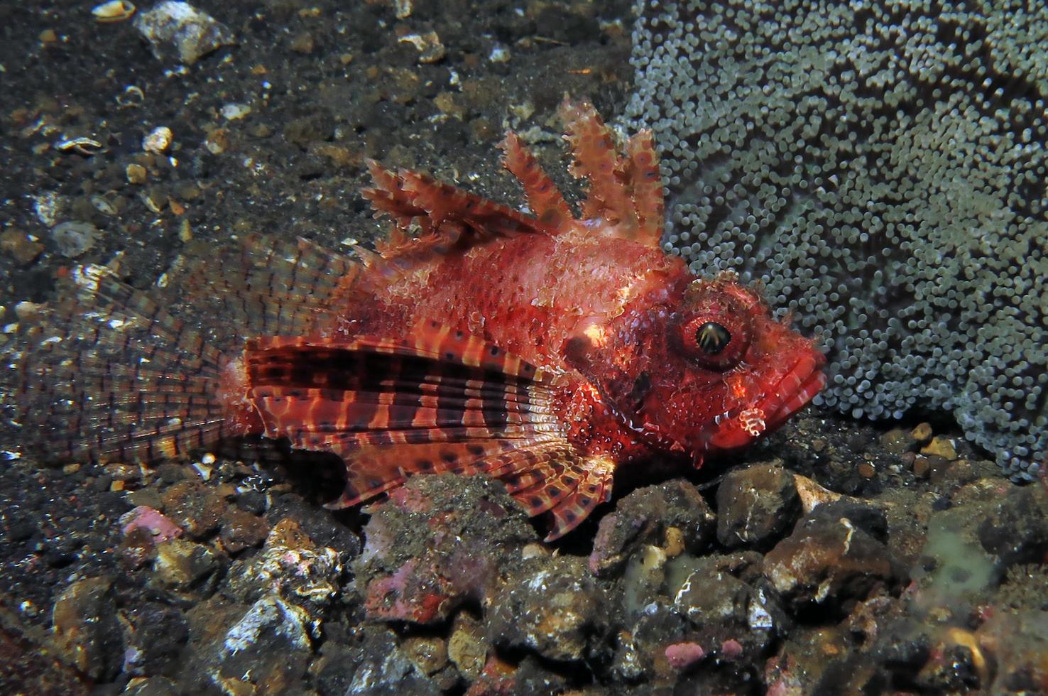 poisson-lion dangereux dans la mer. photo