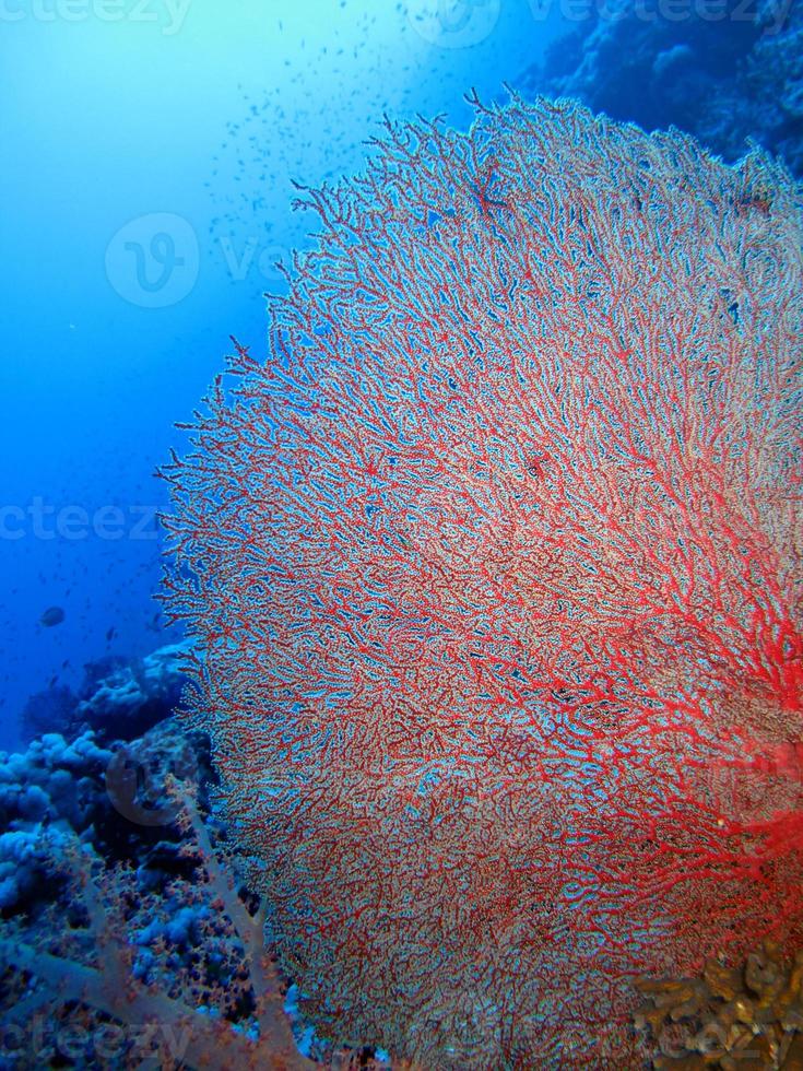 monde sous-marin incroyable de la mer rouge photo