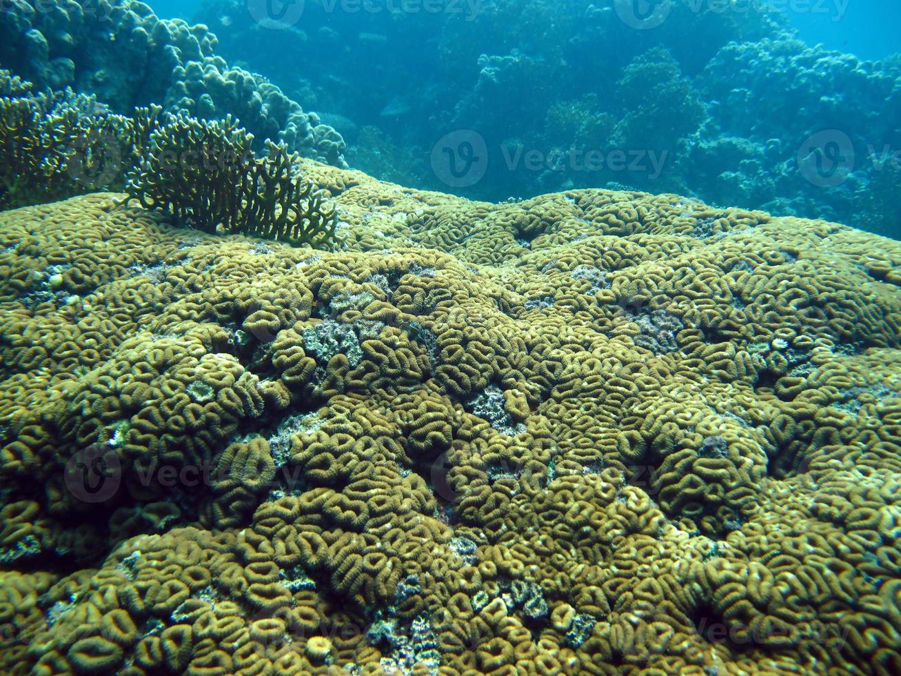 monde sous-marin incroyable de la mer rouge photo