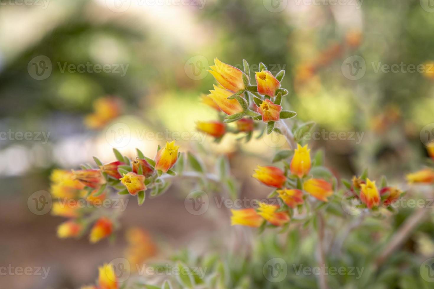 Petites fleurs dans un jardin de l'île de Skopelos, Grèce photo