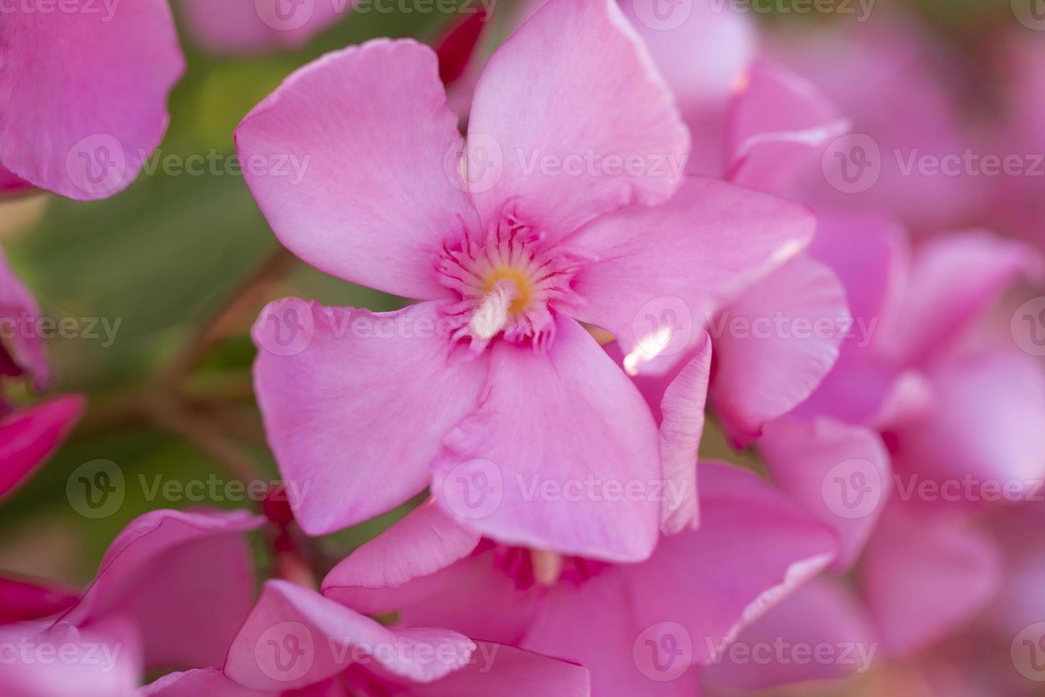 bouquet de lauriers roses clair en fleurs gros plan photo