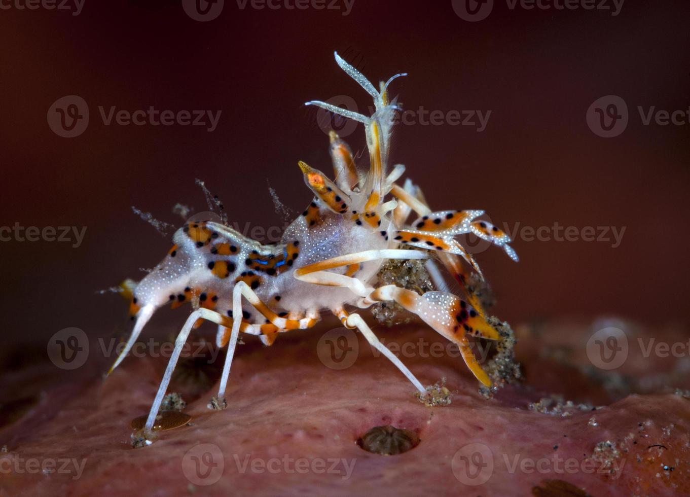 une petite crevette tigrée épineuse. photo