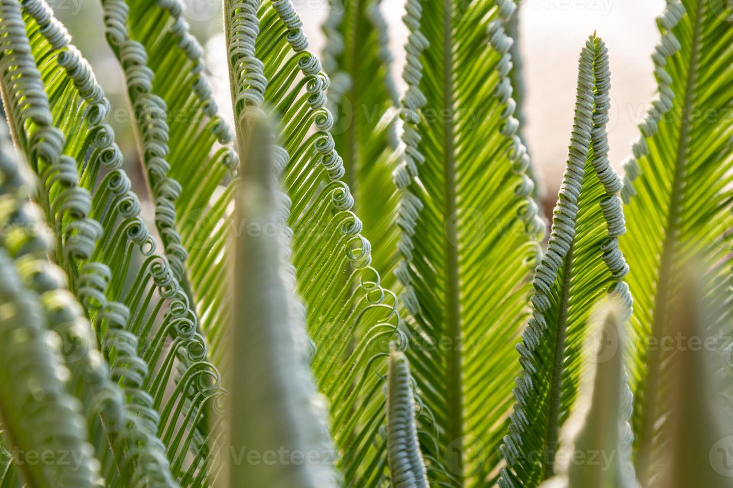 gros plan des feuilles de palmier d'un petit palmier, plantes populaires photo