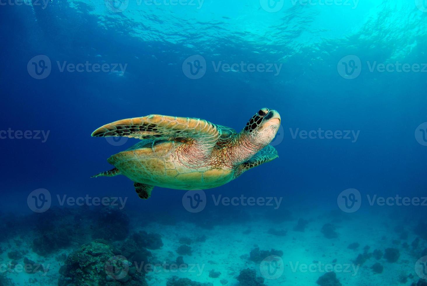 tortue de mer verte près de l'île d'apo. photo