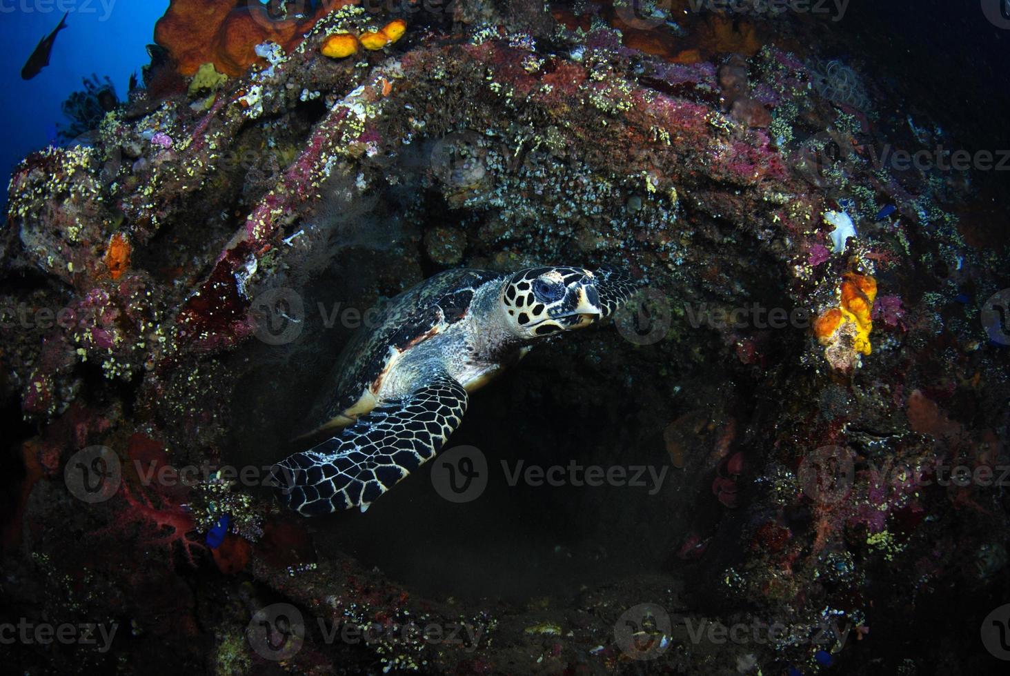 tortue imbriquée dans les récifs coralliens. photo