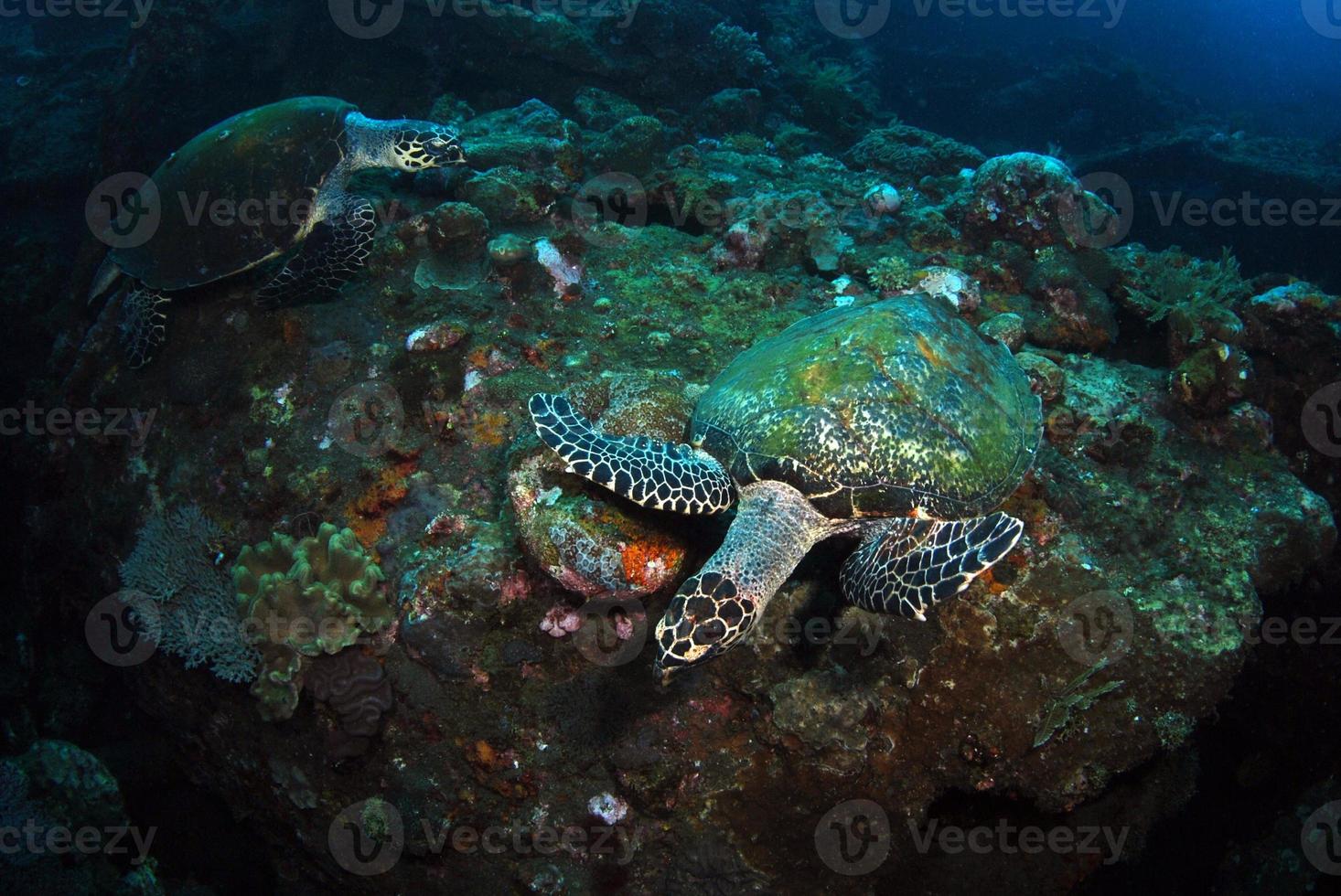 tortue imbriquée dans les récifs coralliens. photo