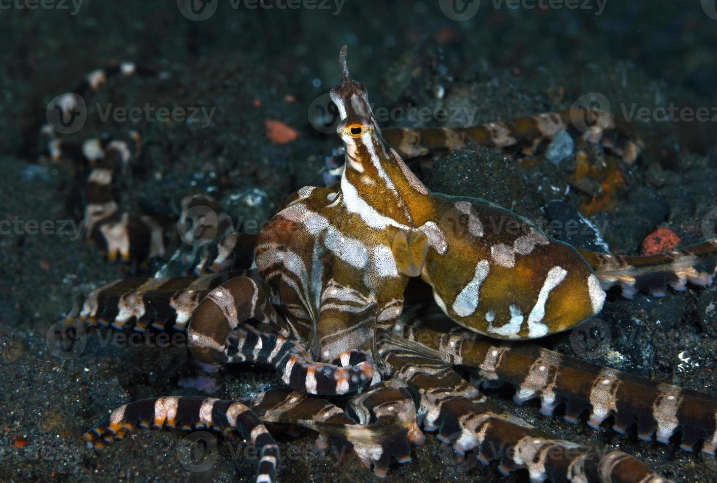 Wonderpus poulpe sur les fonds marins. photo