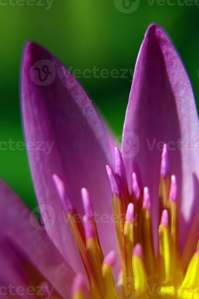 pétale violet et pollen jaune de nénuphar photo