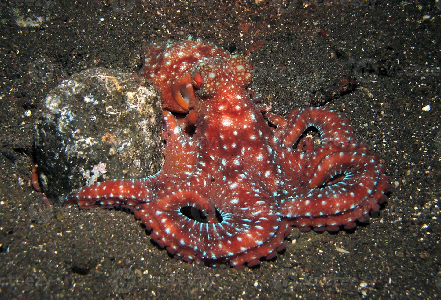 poulpe de nuit étoilée sur les fonds marins dans la nuit. photo