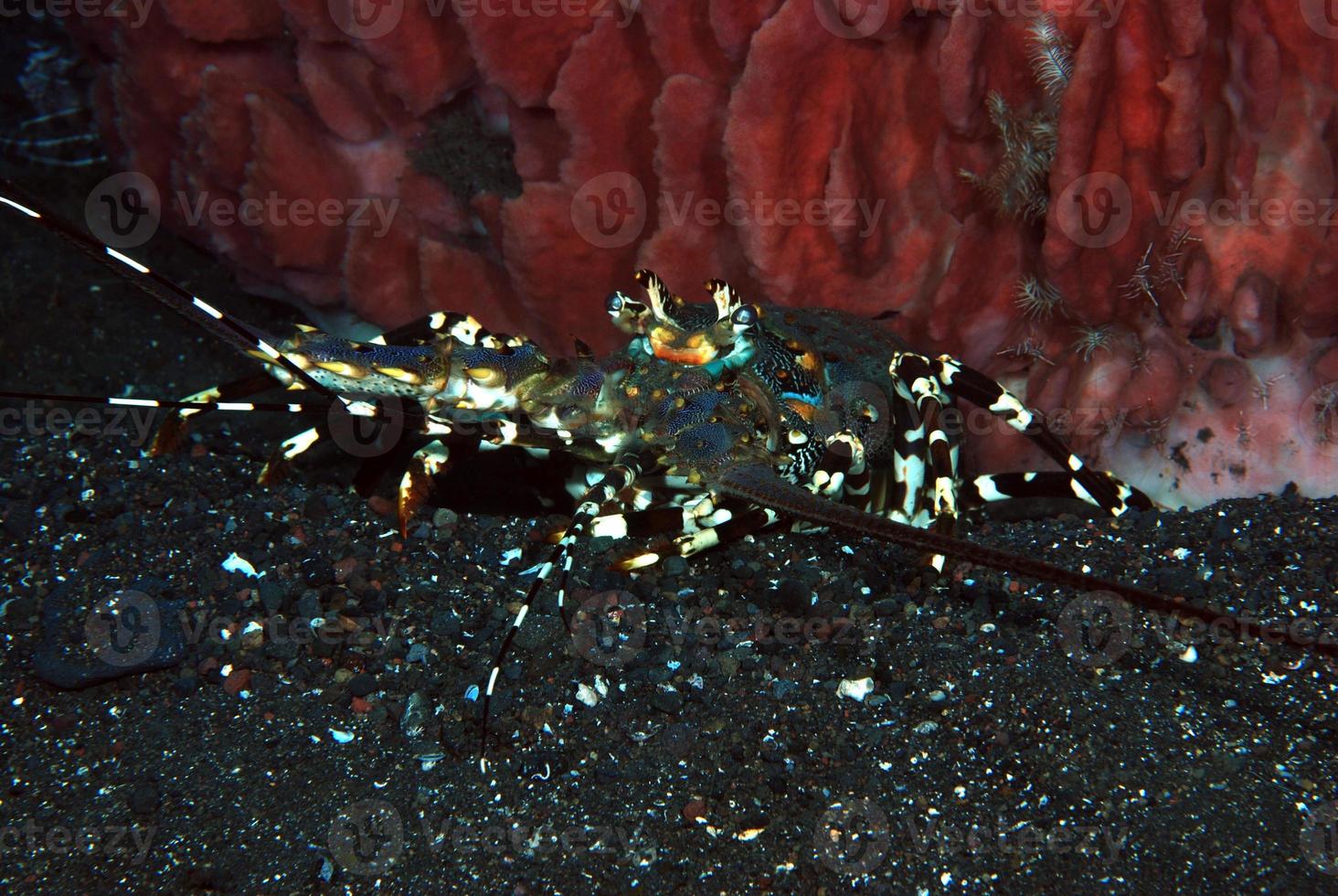 langouste ornée vivant sous une éponge. photo