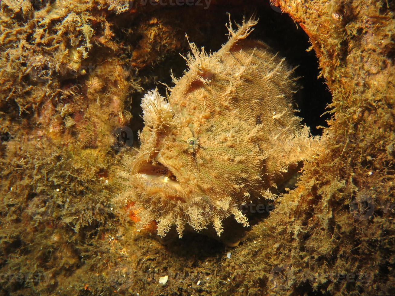 poisson grenouille hispide ou hirsute se cachant dans les ordures. photo