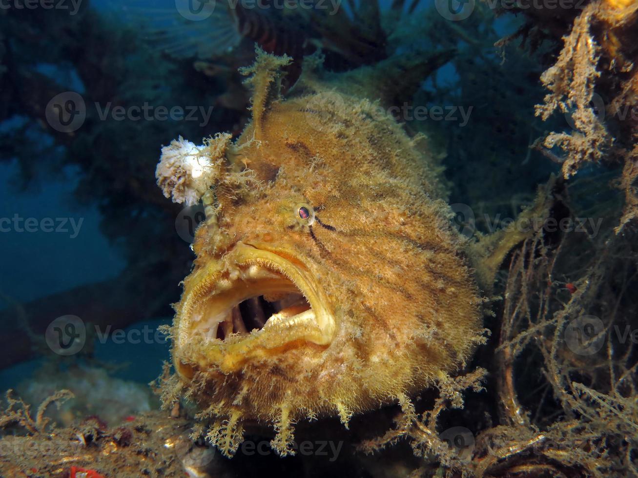 poisson grenouille hispide ou hirsute se cachant dans les ordures. photo