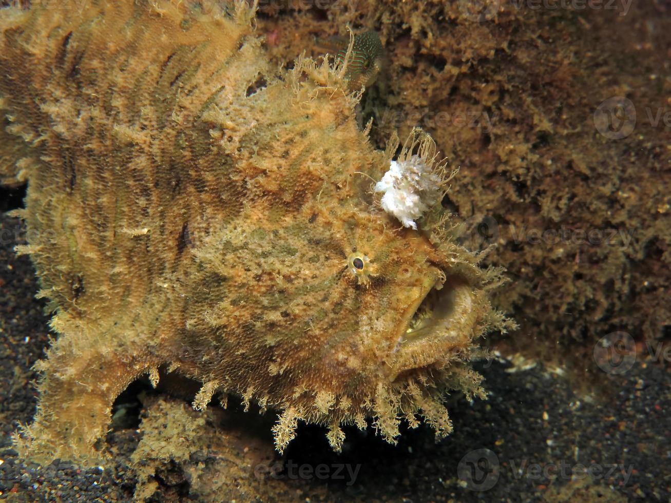 poisson grenouille hispide ou hirsute se cachant dans les ordures. photo