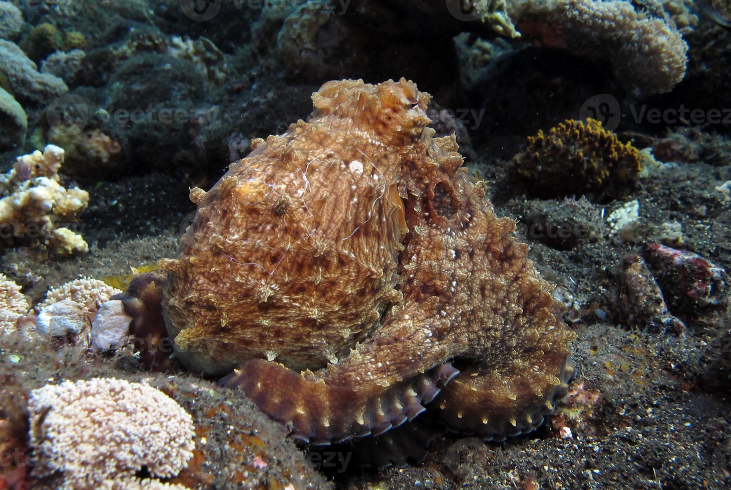 le poulpe de jour nage le long d'un récif de corail. photo