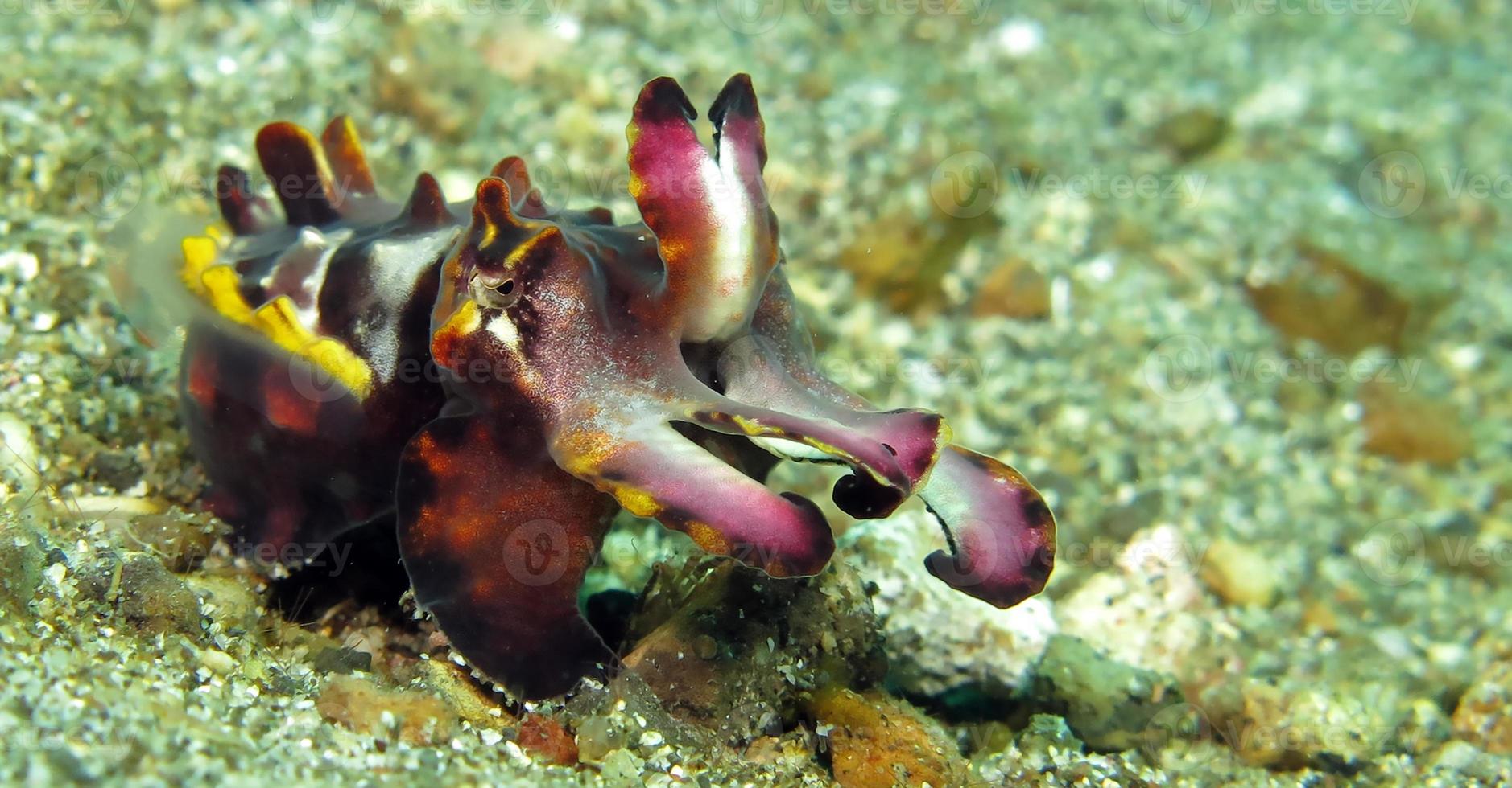 la chasse aux seiches flamboyantes sur les fonds marins. photo