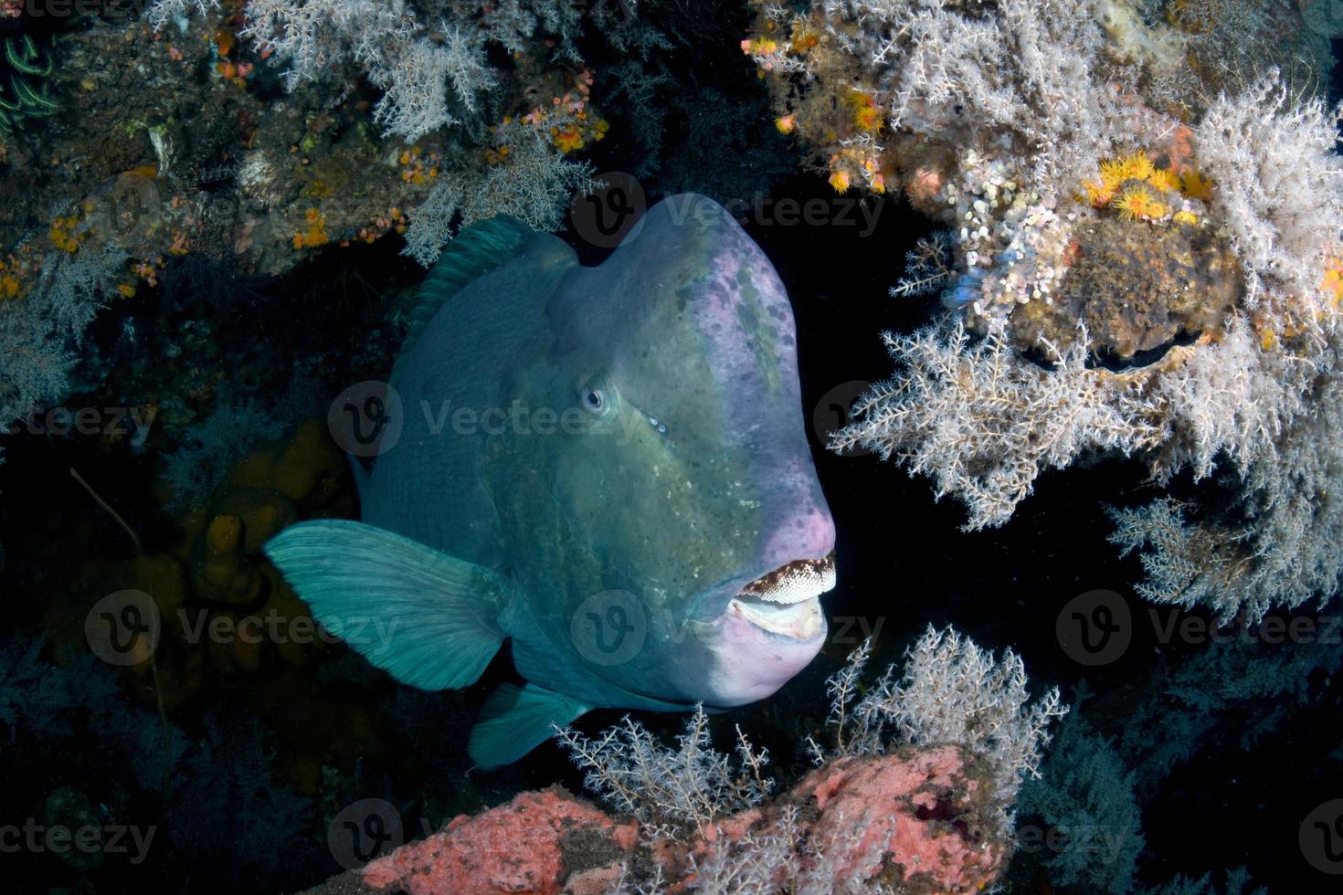 poisson perroquet géant à l'épave du Liberty Ship. photo