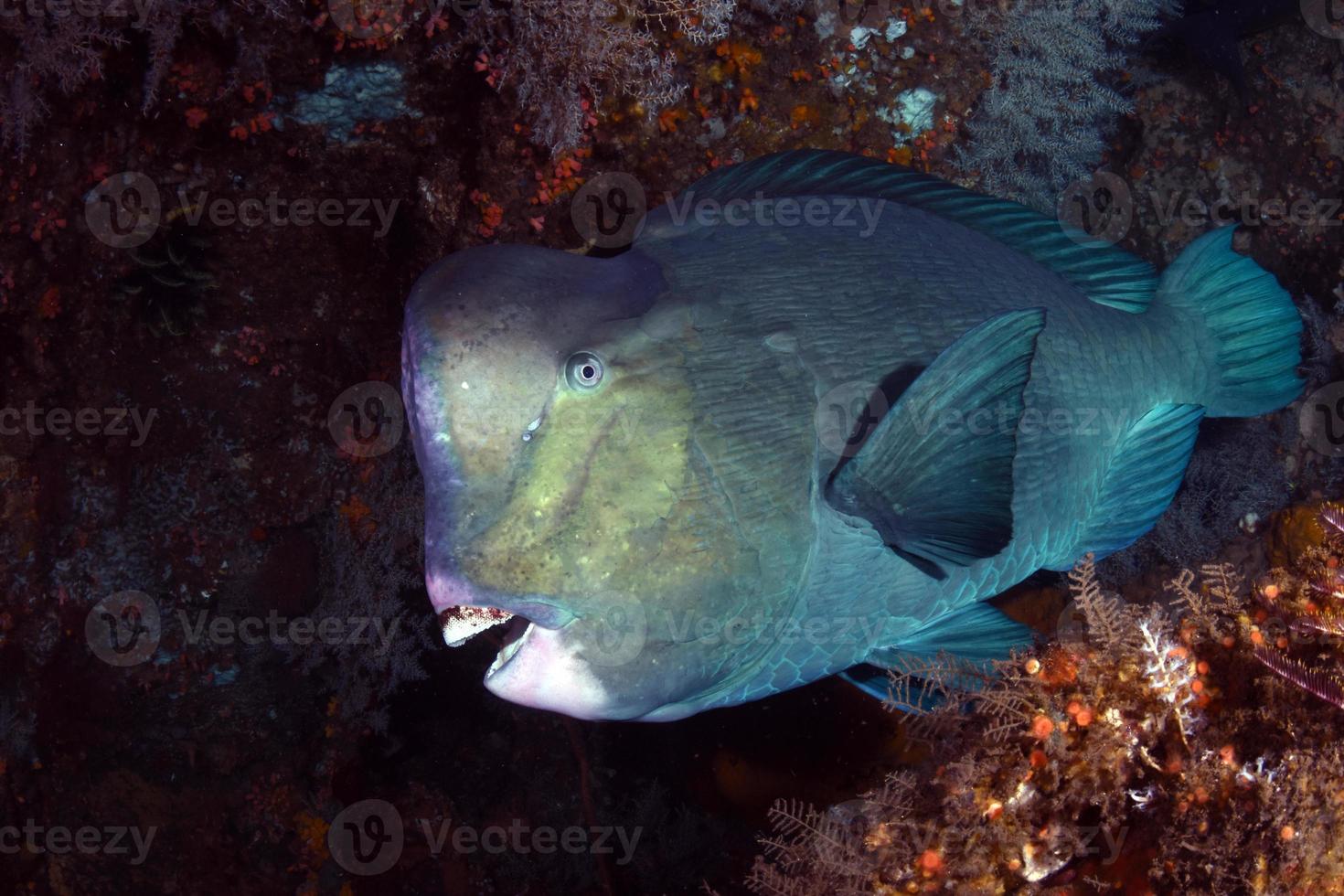 poisson perroquet géant à l'épave du Liberty Ship. photo