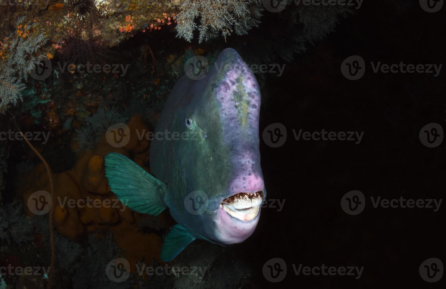 poisson perroquet géant se cachant à l'intérieur de l'épave de la liberté. photo