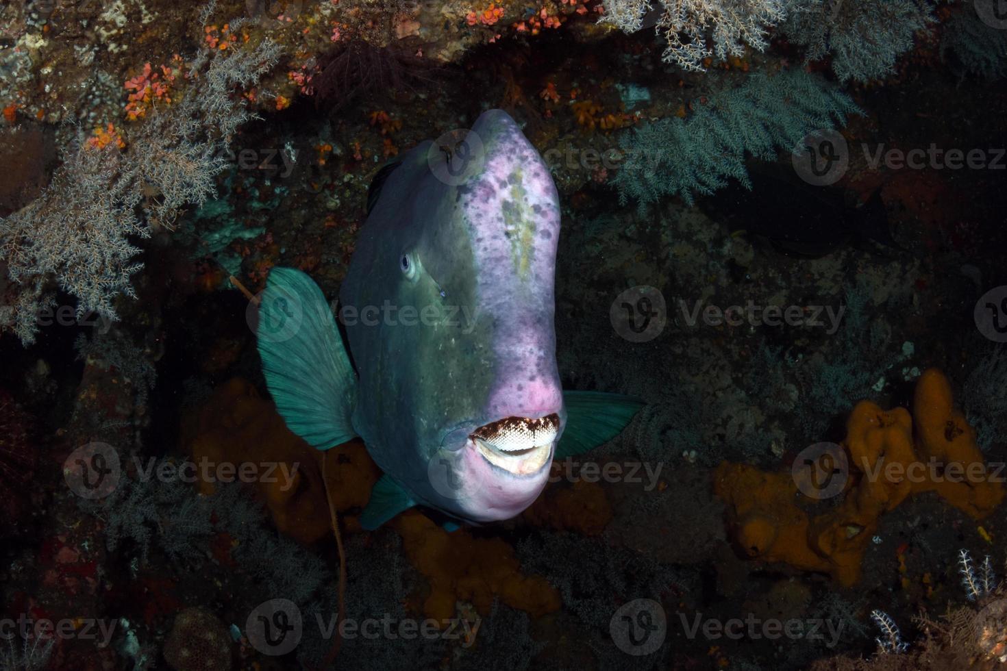 poisson perroquet géant se cachant à l'intérieur de l'épave de la liberté. photo