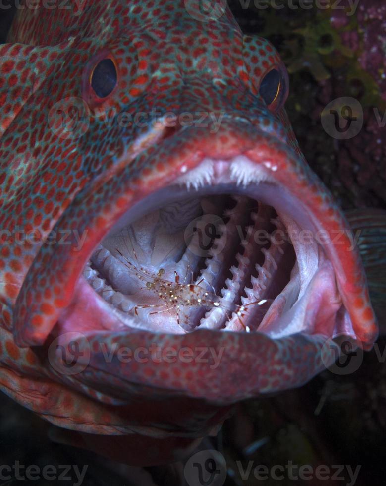 mérou de corail faisant le nettoyage. photo